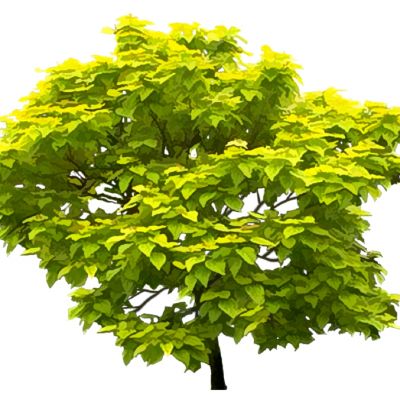 室外园林景观植物景观树