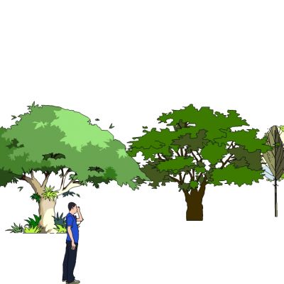 景观手绘风格植物树