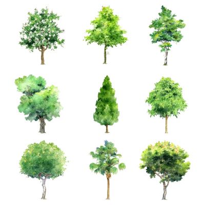 室外园林景观树手绘风格植物