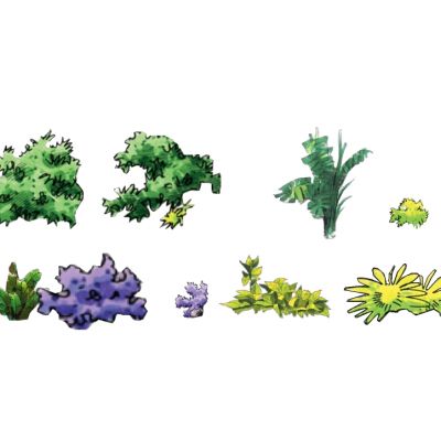 景观手绘风格植物树