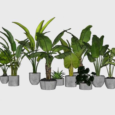 室内植物绿植盆栽花盆