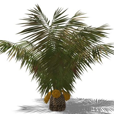 室外园林景观植物景观树