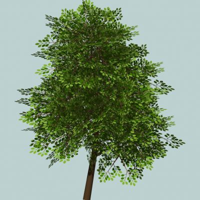 室外园林景观植物景观树