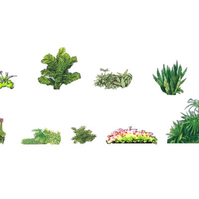 景观手绘风格植物树