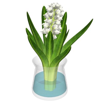 饰品植物花艺花瓶花艺