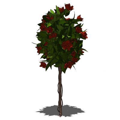 室外园林景观植物景观树