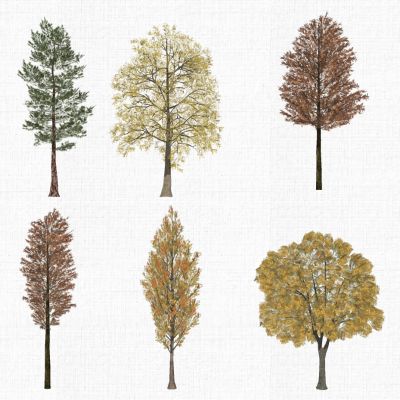 园林景观植物秋天树