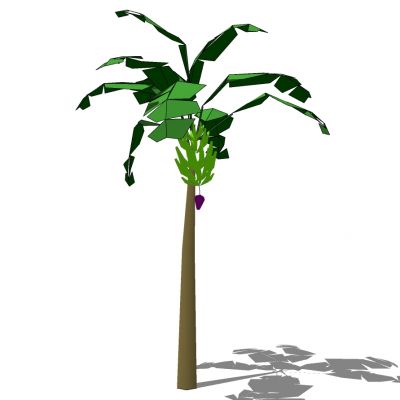 室外园林景观植物景观树