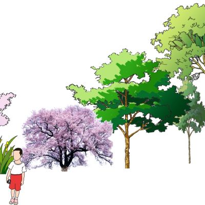 景观手绘风格植物树