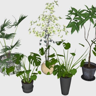 室内植物绿植盆栽花盆