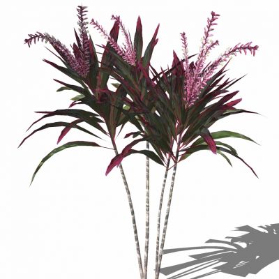 植物鲜花插花朱蕉