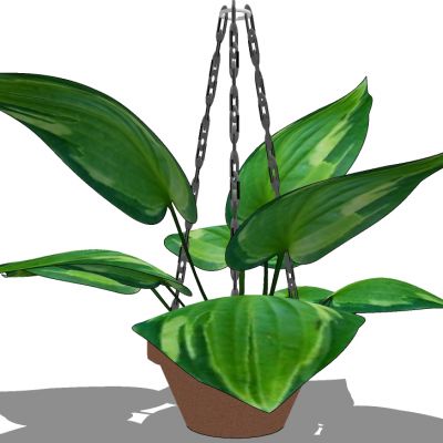 吊挂植物吊篮花艺