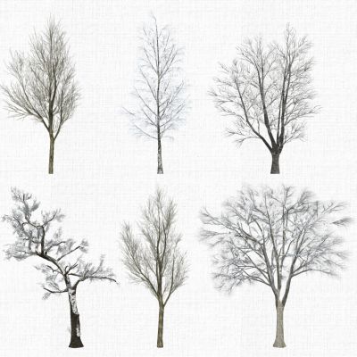 园林景观植物冬天树