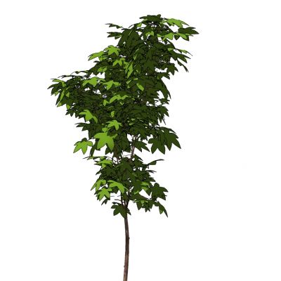 室外园林景观植物景观树