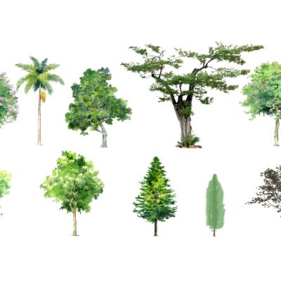 景观手绘风格植物树