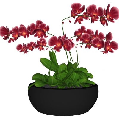 盆栽花盆蝴蝶兰兰花