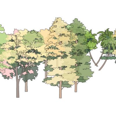 景观手绘风格植物树