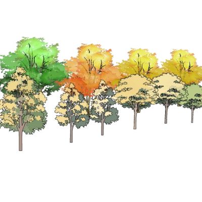 景观手绘风格植物树