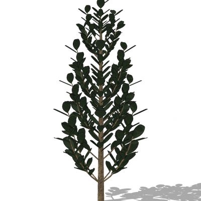 室外园林景观植物景观树