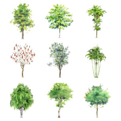 室外园林景观树手绘风格植物