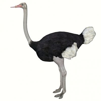 动物鸵鸟