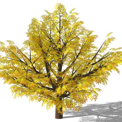 室外园林景观植物景观树