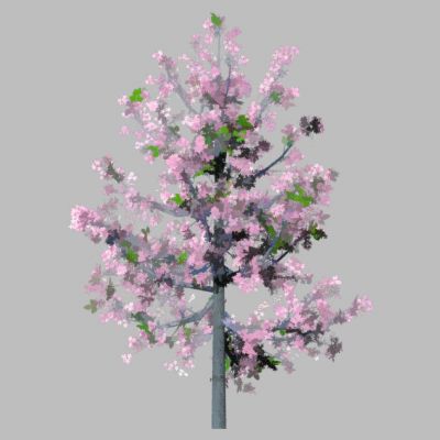 室外园林景观植物景观树