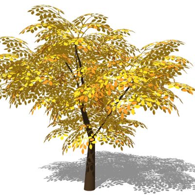 室外园林景观植物景观树