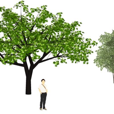 景观手绘风格植物树