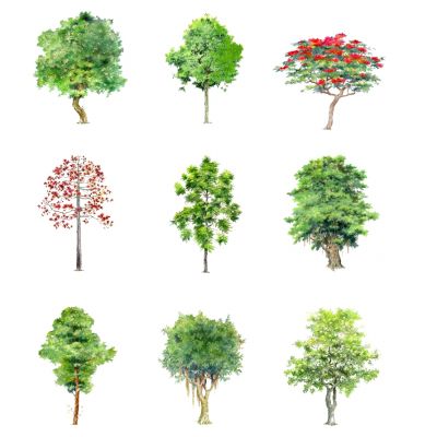 室外园林景观树手绘风格植物