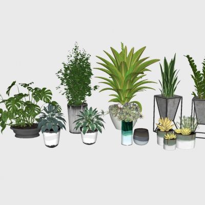 室内植物绿植盆栽花盆