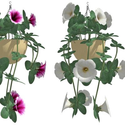 吊挂植物吊篮花艺