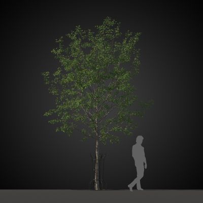 高品质街道树木植物