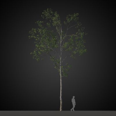 高品质街道树木植物