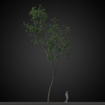 高品质街道树木植物