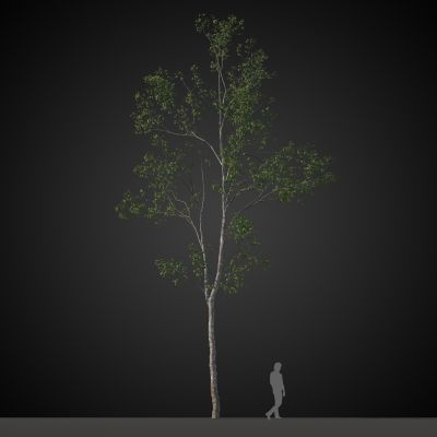 高品质街道树木植物