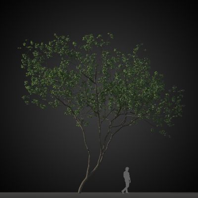 高品质街道树木植物