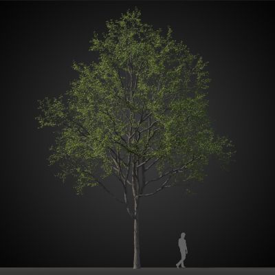 高品质街道树木植物