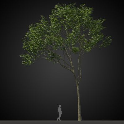 高品质街道树木植物3D模型