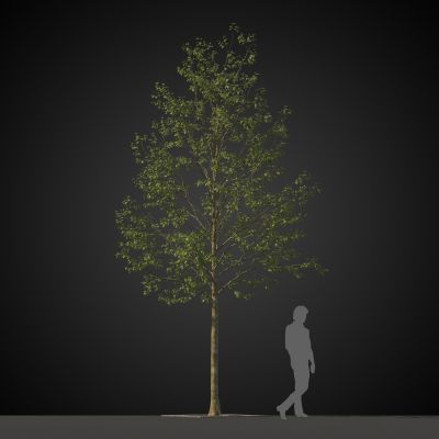 高品质街道树木植物