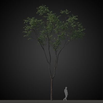 高品质街道树木植物