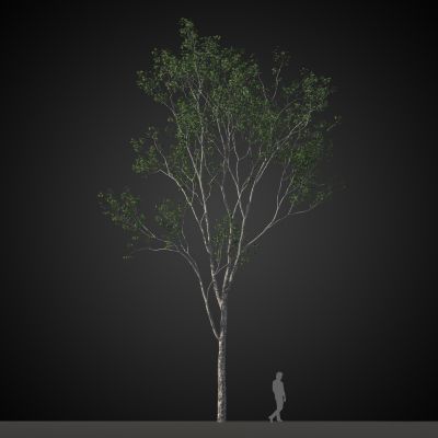 高品质街道树木植物