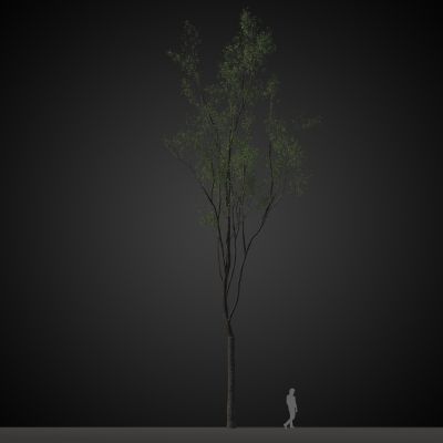 高品质街道树木植物