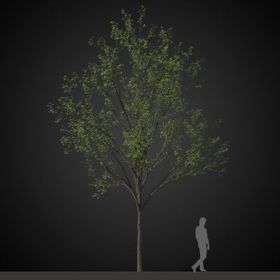 高品质街道树木植物