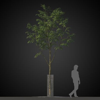 高品质街道树木植物