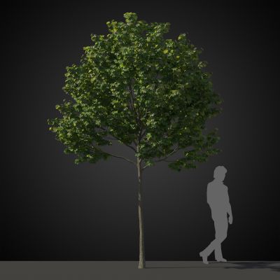 高品质街道树木植物