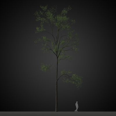 高品质街道树木植物