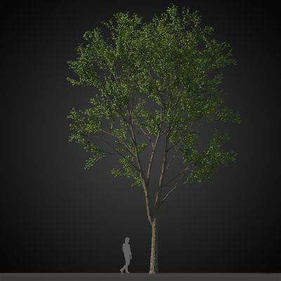 高品质街道树木植物