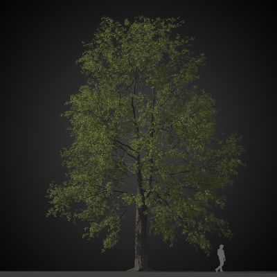 高品质街道树木植物