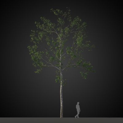 高品质街道树木植物